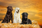 3 Labrador Retriever