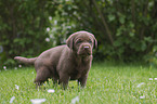 Labrador Retriever Puppy
