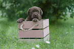 Labrador Retriever Puppy