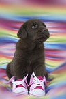 Labrador Retriever Puppy
