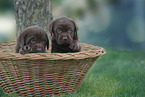 Labrador Retriever Puppies
