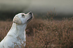 Labrador Retriever portrait