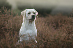 Labrador Retriever portrait