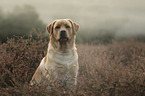 Labrador Retriever portrait