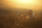 Labrador Retriever portrait