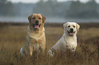 sitting Labrador Retrievers