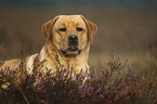 Labrador Retriever portrait