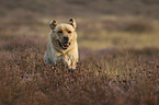 running Labrador Retriever