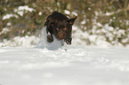running Labrador Retriever