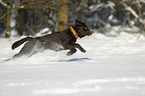 running Labrador Retriever