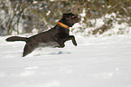 running Labrador Retriever