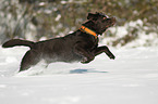 running Labrador Retriever