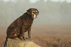 sitting Labrador Retriever