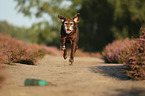 running Labrador Retriever