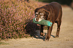 running Labrador Retriever