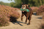 running Labrador Retriever