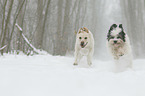 2 Dogs