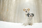 2 Dogs