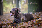 lying Labrador Retriever