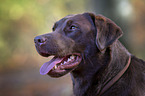 Labrador Retriever portrait