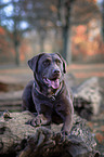 lying Labrador Retriever