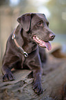 lying Labrador Retriever