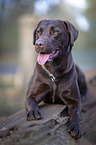 lying Labrador Retriever