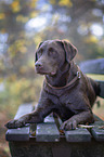 lying Labrador Retriever