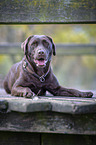 lying Labrador Retriever