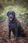 sitting Labrador Retriever