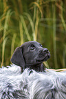 Labrador Retriever Puppy portrait