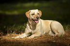 lying Labrador Retriever