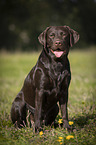 sitting Labrador Retriever