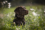 Labrador Retriever portrait