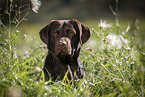 Labrador Retriever portrait