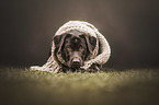 young Labrador Retriever