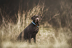 young Labrador Retriever