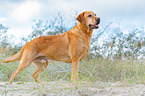 lying Labrador Retriever