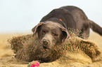 playing Labrador Retriever