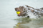 playing Labrador Retriever