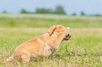 Labrador Retriever puppy