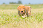 walking Labrador Retriever puppy