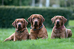 Redfox Labrador Retriever