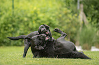 2 playing Labrador Retriever