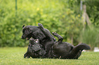 2 playing Labrador Retriever