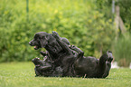 2 playing Labrador Retriever