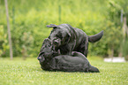 2 playing Labrador Retriever