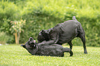 2 playing Labrador Retriever