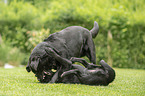 2 playing Labrador Retriever
