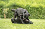 2 playing Labrador Retriever